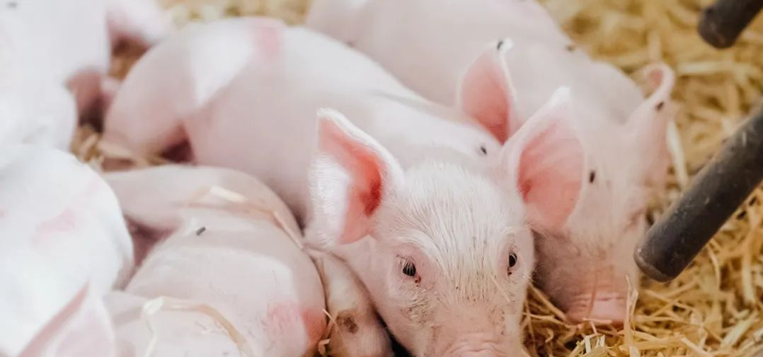 Livestock Farm Odor Control
